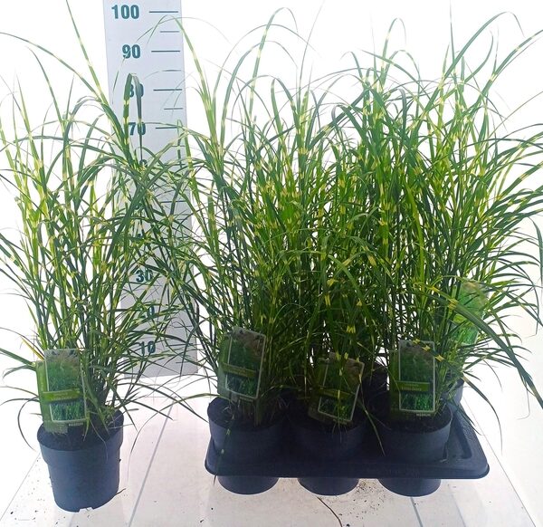 MISC SINENSIS - pot 17 cm, hoogte 80 cm