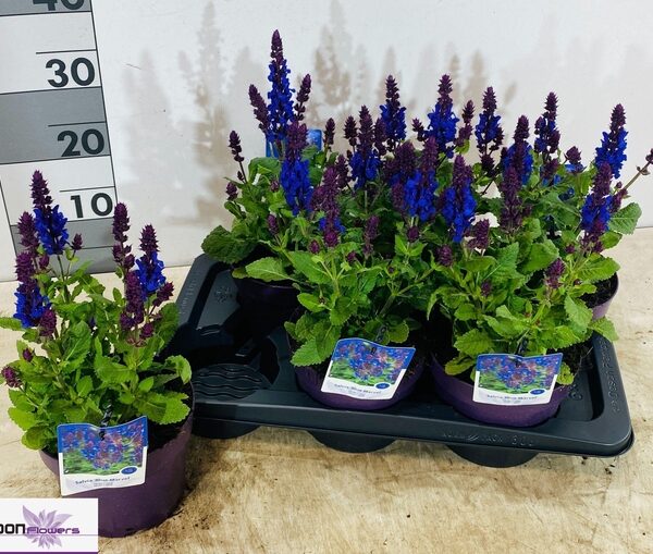 SALVIA BLUE MARVEL - pot 17 cm, hoogte 35 cm