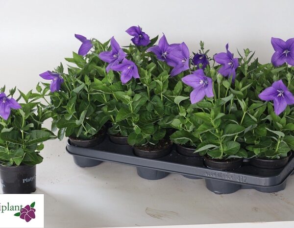 PLATYCO GR ASTRA BLU - pot 10,5 cm, hoogte 28 cm