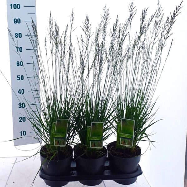 MOLI CAERULEA - pot 19 cm, hoogte 70 cm