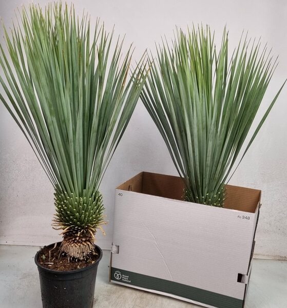 YUC ROSTRATA - pot 24 cm, hoogte 85 cm