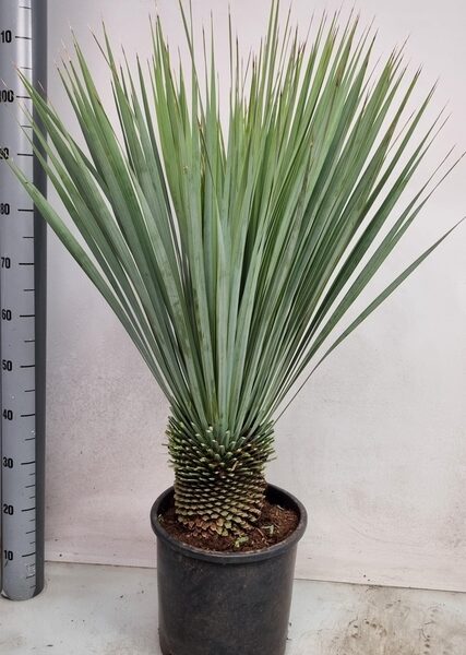 YUC ROSTRATA - pot 28 cm, hoogte 100 cm