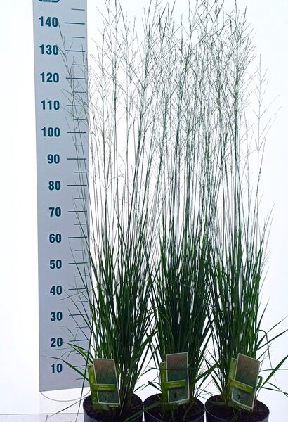 MOLI CA HEIDEBRAUT - pot 19 cm, hoogte 140 cm