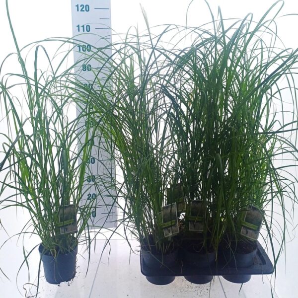 MISC SINENSIS - pot 17 cm, hoogte 92 cm