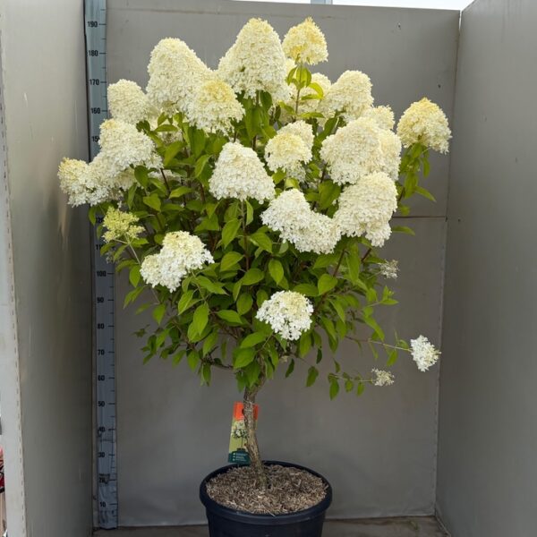 HYDR PA LIMELIGHT - pot 43 cm, hoogte 170 cm