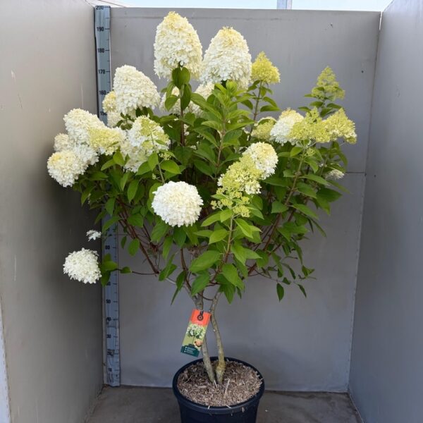 HYDR PA LIMELIGHT - pot 40 cm, hoogte 150 cm
