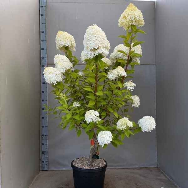 HYDR PA LIMELIGHT - pot 32 cm, hoogte 150 cm