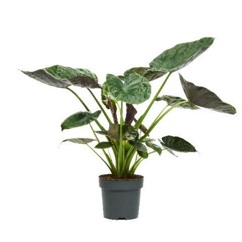 ALOC WENTII - pot 32 cm, hoogte 180 cm
