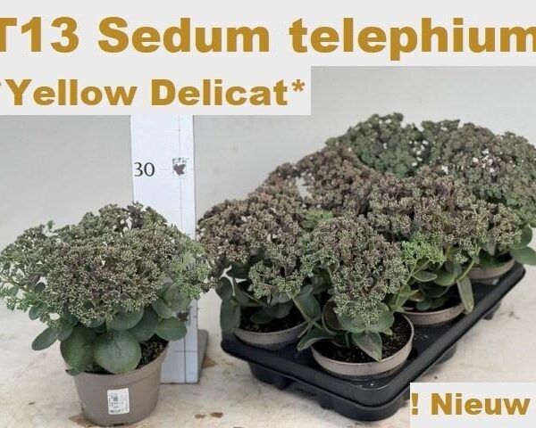 SEDUM S YELL DELICAT - pot 13 cm, hoogte 25 cm