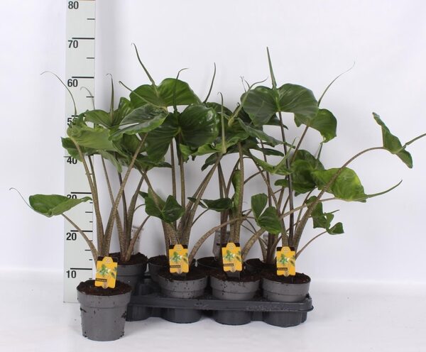 ALOC MACROR STINGRAY - pot 14 cm, hoogte 60 cm