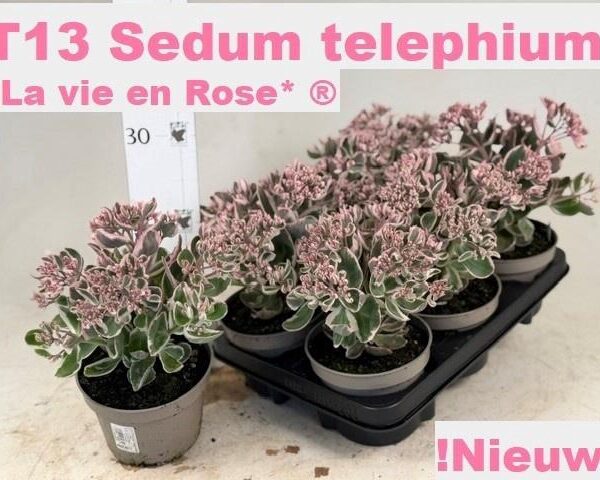 SEDUM TE VIE EN ROSE - pot 13 cm, hoogte 20 cm