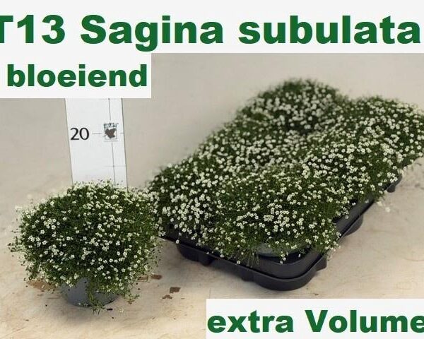 SAGINA SUBULATA - pot 13 cm, hoogte 15 cm