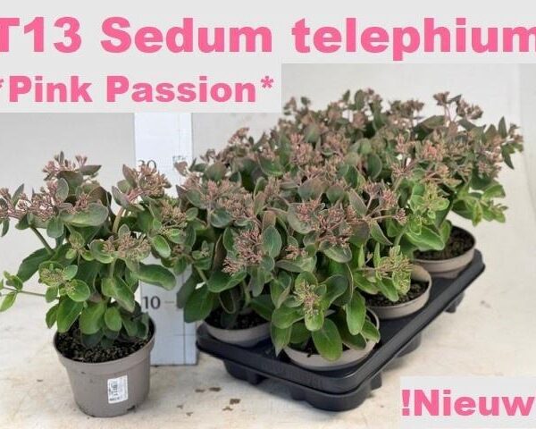 SEDUM S PINK PASSION - pot 13 cm, hoogte 28 cm