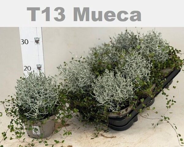 LEUCOPH BROWNII - pot 13 cm, hoogte 27 cm