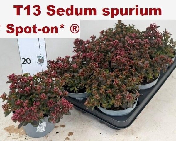 SEDUM SPU SPOT D ROS - pot 135 cm, hoogte 20 cm