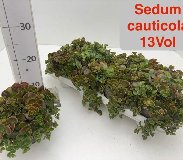 SEDUM CAUT LIDAKENSE - pot 12,5 cm, hoogte 17 cm
