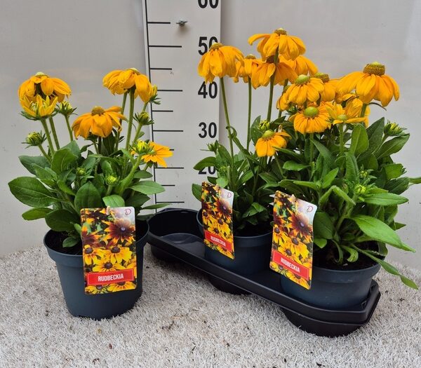 RUDB OV - pot 19 cm, hoogte 50 cm