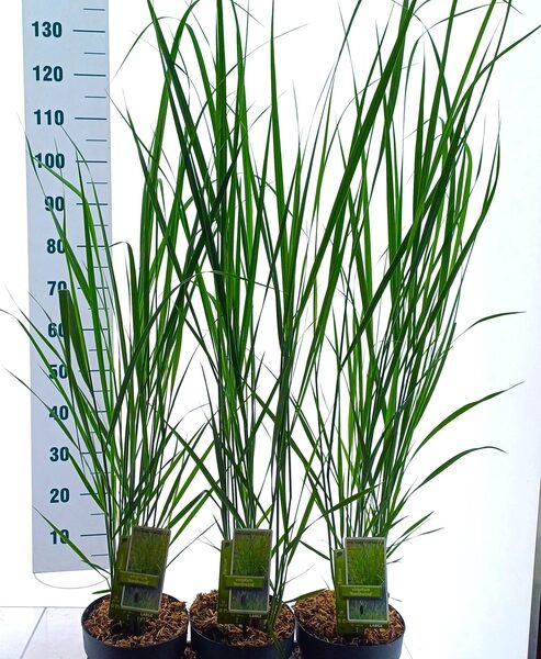 PANI VIRGATUM - pot 19 cm, hoogte 140 cm