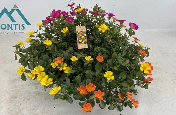 PORT GEM IN POT - pot 30 cm, hoogte 25 cm