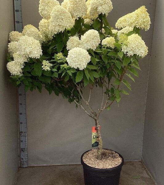 HYDR PA LIMELIGHT - pot 40 cm, hoogte 160 cm