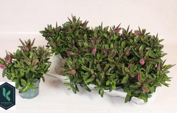 HEBE DONNA EVA - pot 12 cm, hoogte 25 cm