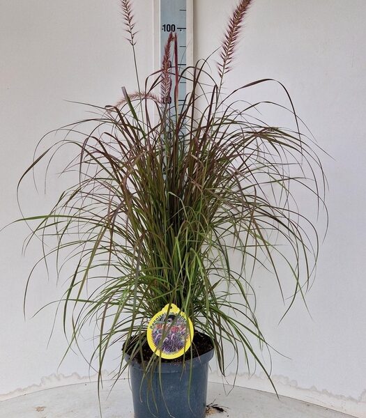 PENNI RUBRUM - pot 23 cm, hoogte 95 cm