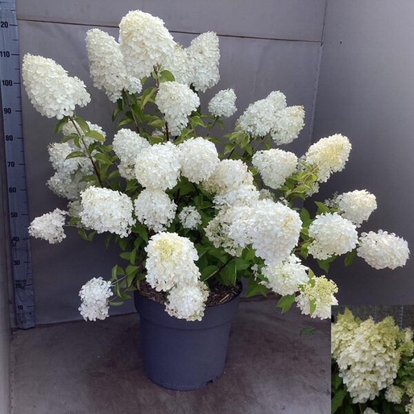 HYDR PANICULATA - pot 40 cm, hoogte 110 cm