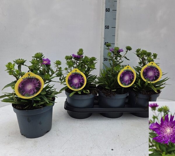 STOK LAEVIS - pot 19 cm, hoogte 40 cm