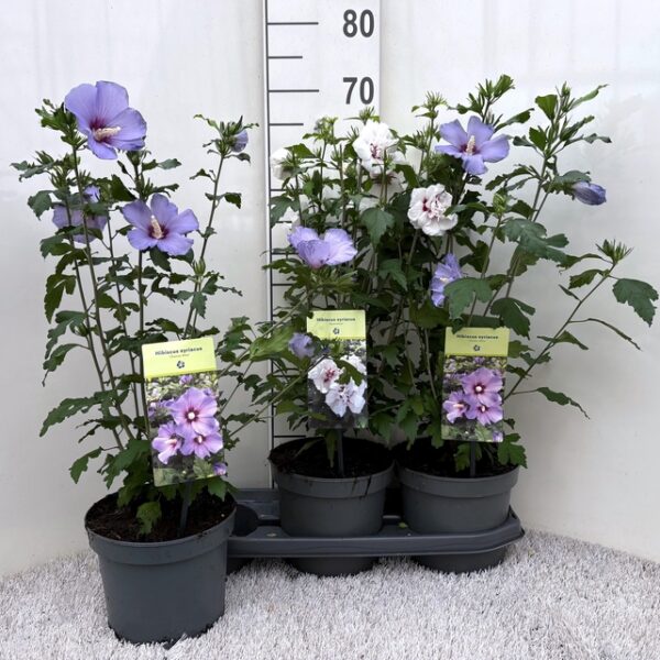 HIBIS SYRIACUS - pot 19 cm, hoogte 55 cm