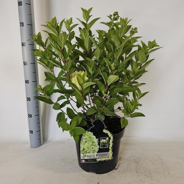 HYDR PA MAG CANDLE - pot 29 cm, hoogte 80 cm
