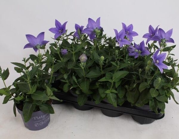 PLATYCO GR ASTRA BLU - pot 13 cm, hoogte 30 cm