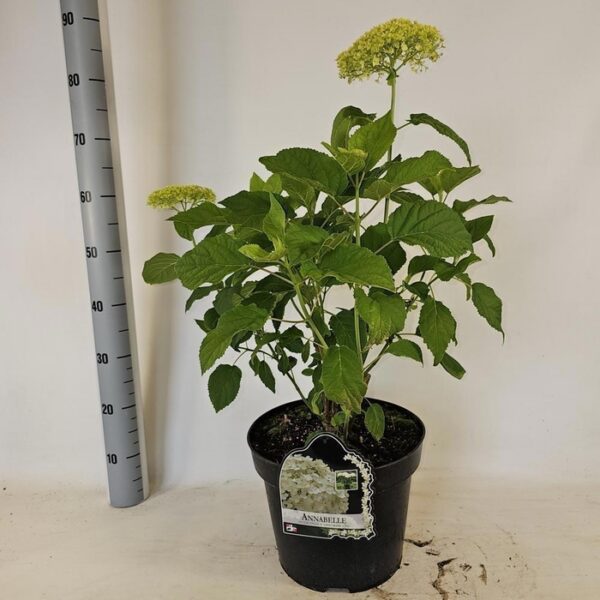 HYDR A ANNABELLE - pot 29 cm, hoogte 100 cm