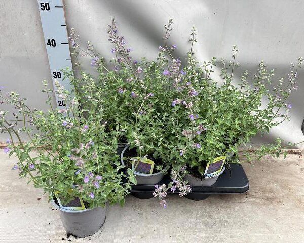 NEPE NERVOSA - pot 15 cm, hoogte 50 cm