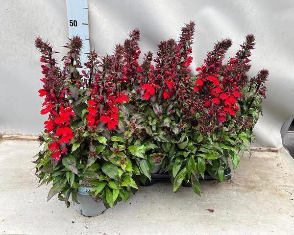 LOBE FAN SCARLET - pot 15 cm, hoogte 40 cm