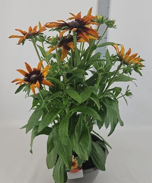 RUDB SUNBECK EMMA - pot 27 cm, hoogte 68 cm