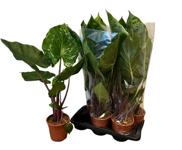 ALOC OV - pot 17 cm, hoogte 75 cm
