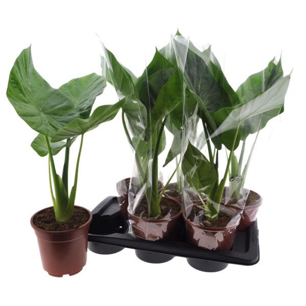 ALOC MACRORRHIZOS - pot 17 cm, hoogte 75 cm
