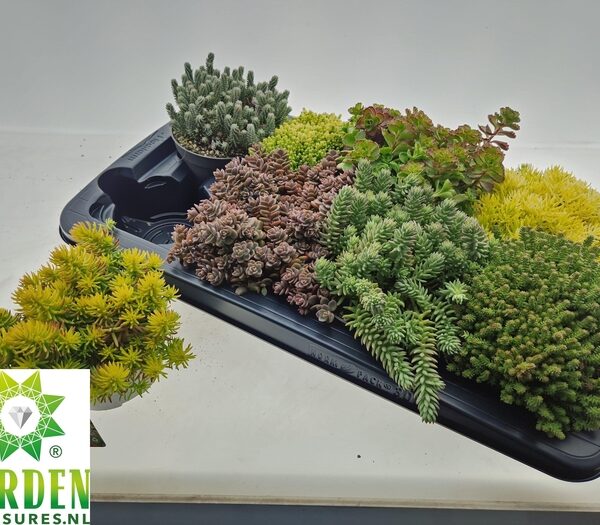 SEDUM GEM - pot 13 cm, hoogte 25 cm