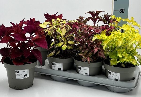 PLEC C MIXKAR - pot 14 cm, hoogte 32 cm