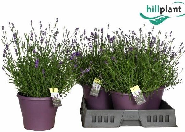 LAVAN AN ESSENCE PUR - pot 23 cm, hoogte 40 cm