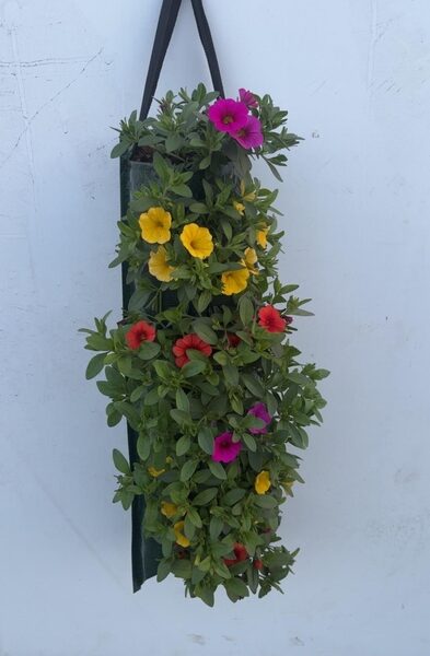 OVERIGE PERKPL - pot 50 cm, hoogte 25 cm