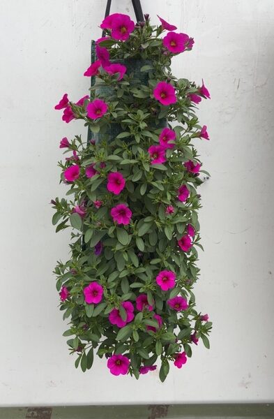 OVERIGE PERKPL - pot 50 cm, hoogte 25 cm