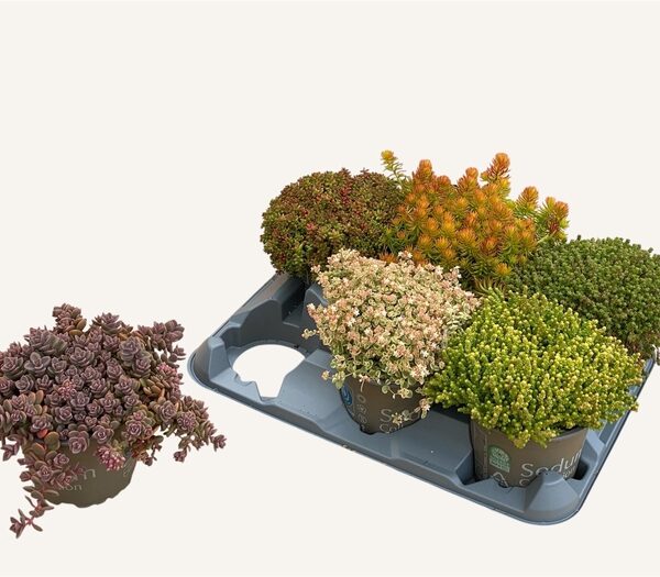 SEDUM GEM - pot 12 cm, hoogte 15 cm