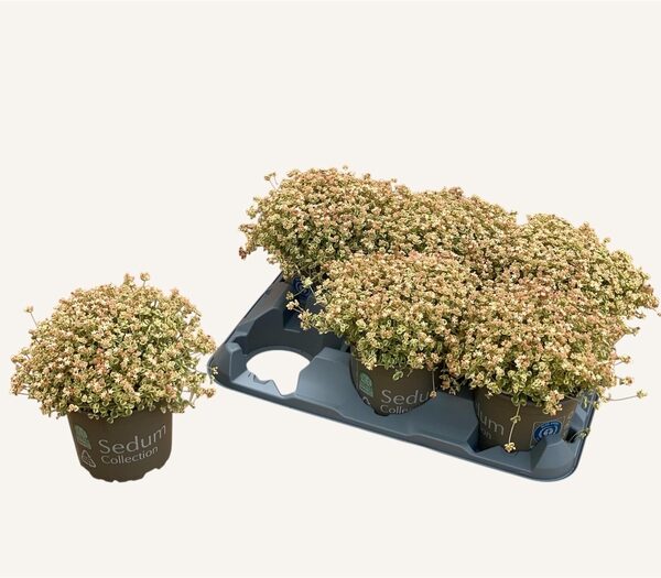 SEDUM OV - pot 12 cm, hoogte 15 cm