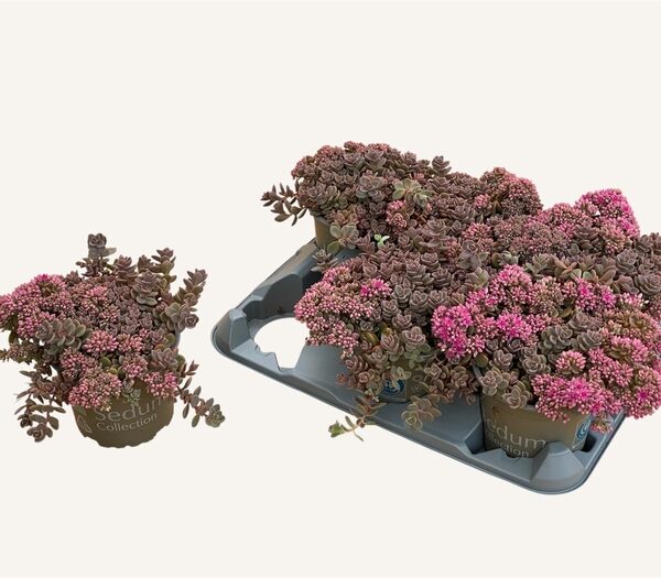 SEDUM CY SACHALIN - pot 12 cm, hoogte 15 cm