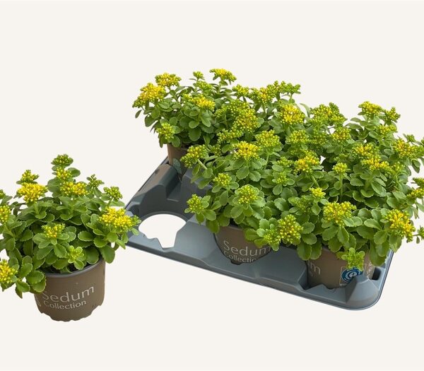 SEDUM KAMTSCHATICUM - pot 12 cm, hoogte 20 cm
