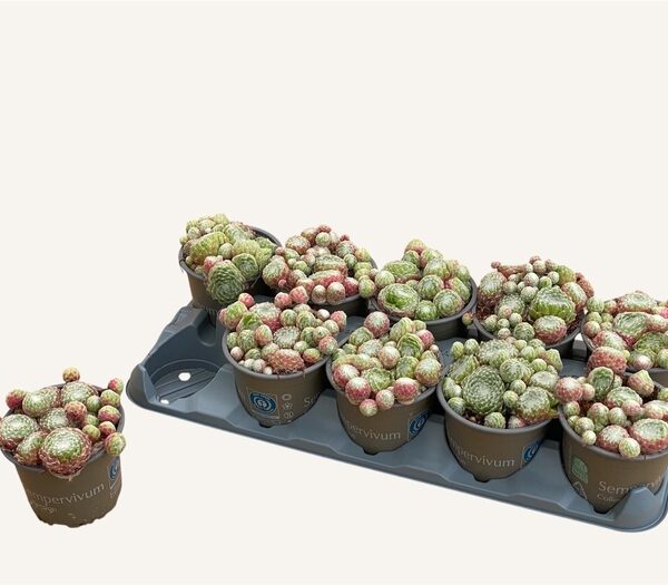 SEMP OV - pot 12 cm, hoogte 15 cm