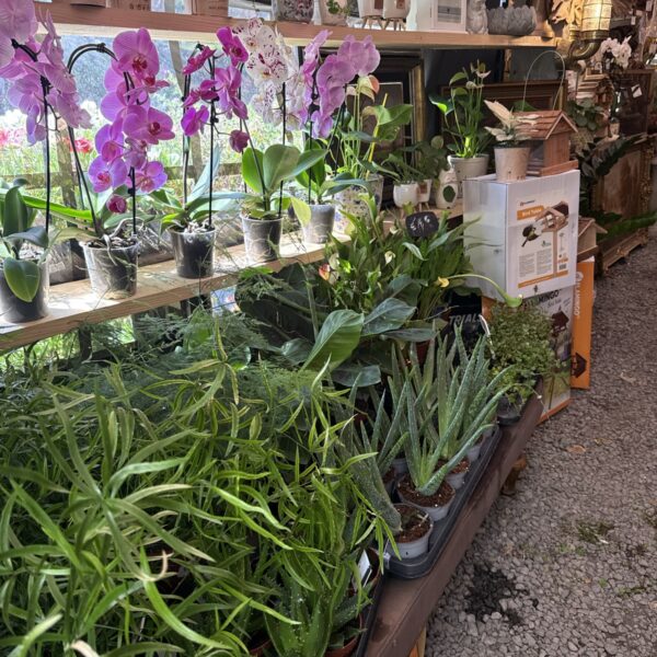 Kamerplanten